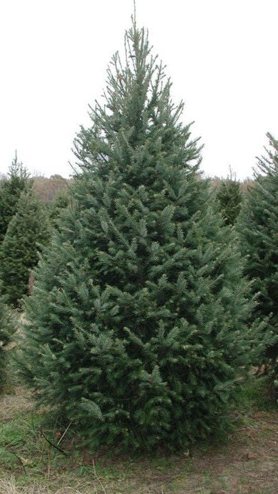 Douglas Fir 7 Feet