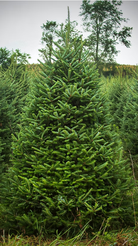 Fraser Fir 8 Feet