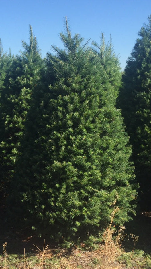 Douglas Fir 6 Feet