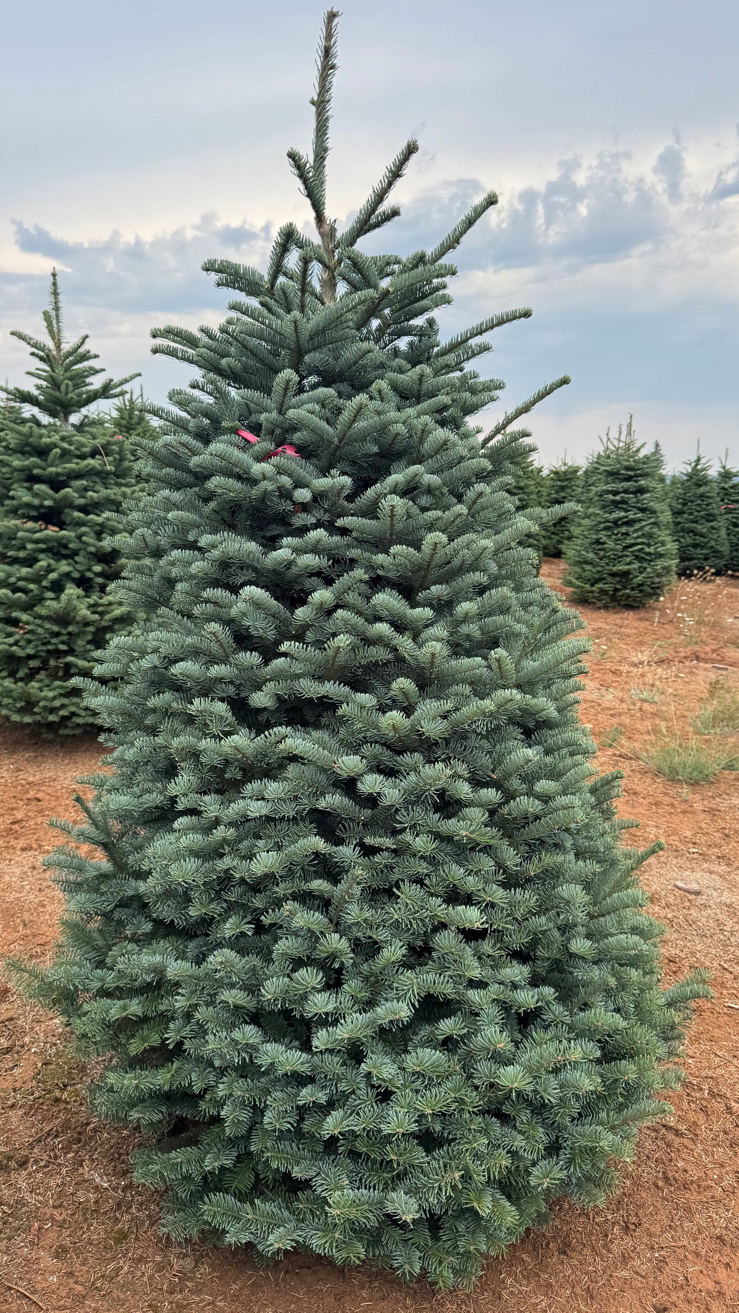 Noble Fir 5 Feet