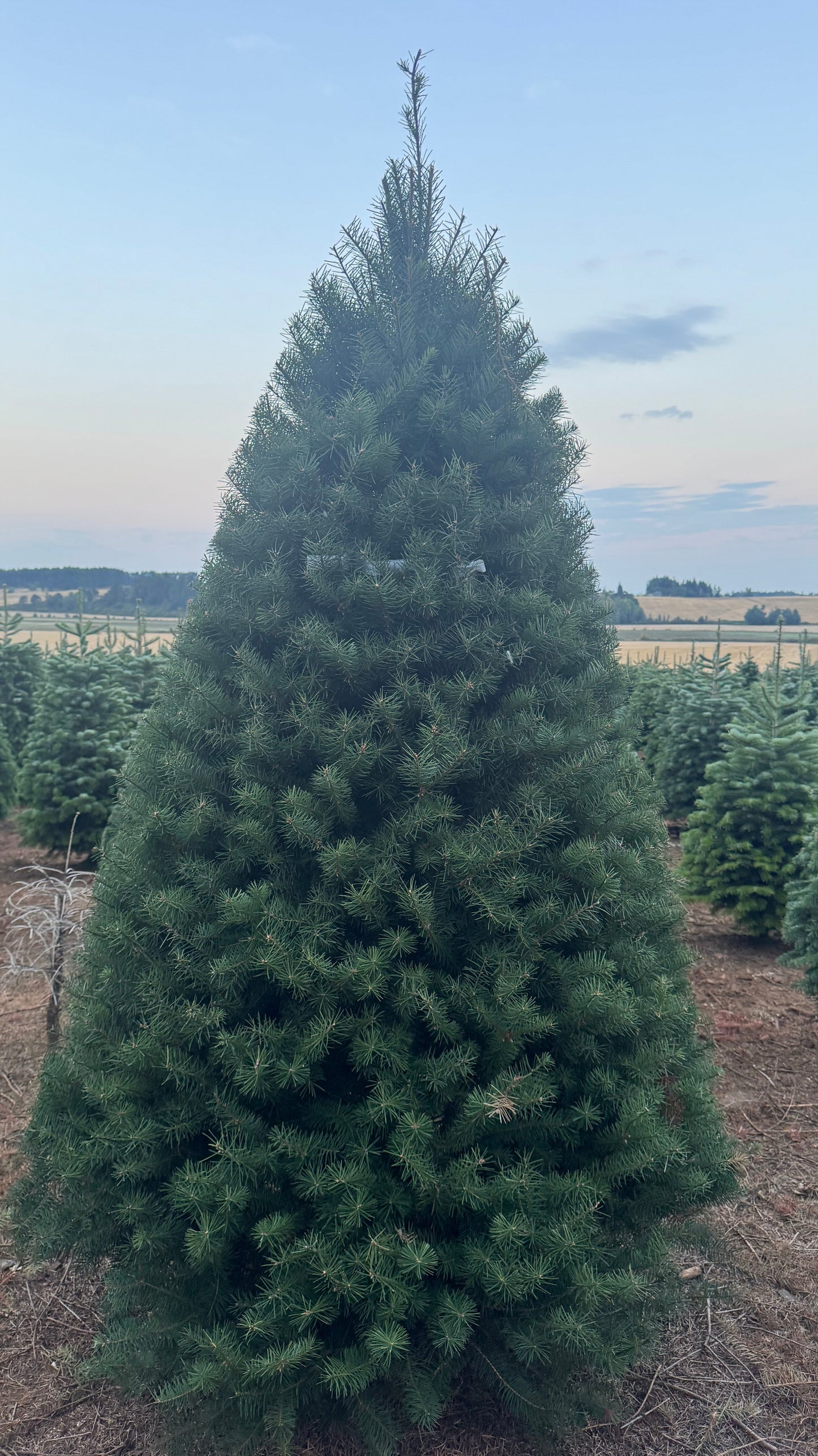 Douglas Fir 8 Feet