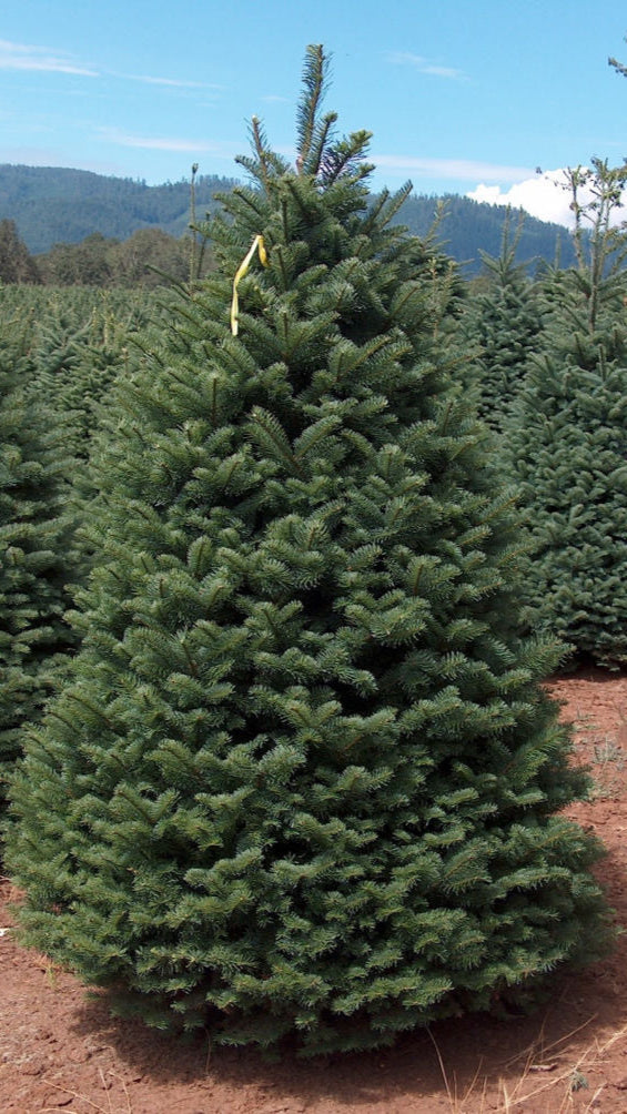 Noble Fir 7 Feet – Real Christmas Delivered