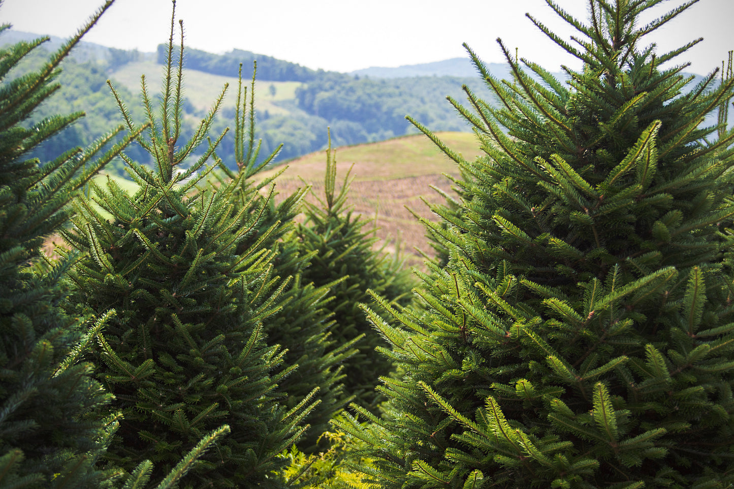 Fraser Fir 3.5-4.5 Feet W/Stand