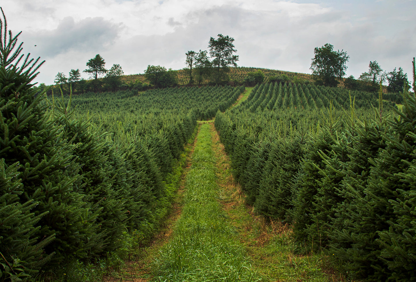 Fraser Fir 3.5-4.5 Feet W/Stand