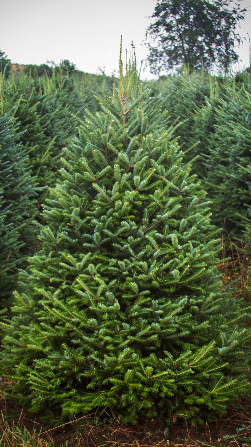 Fraser Fir 5 Feet