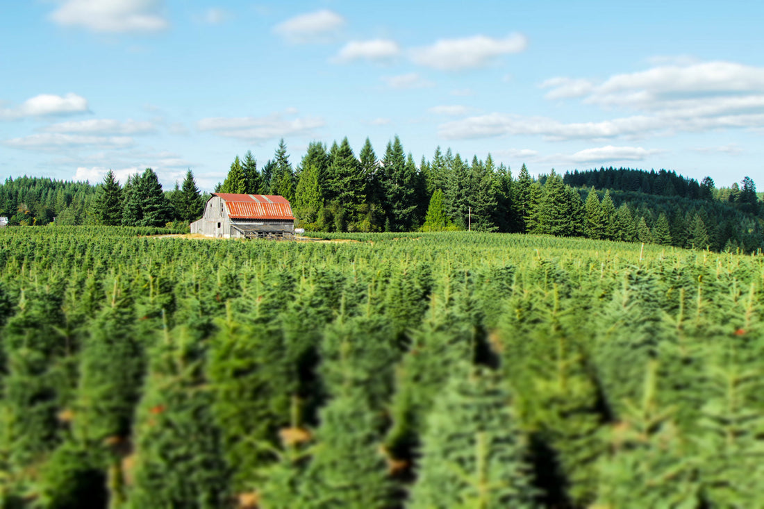 The Ultimate Guide to Real Christmas Trees
