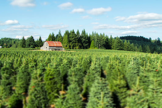 The Ultimate Guide to Real Christmas Trees