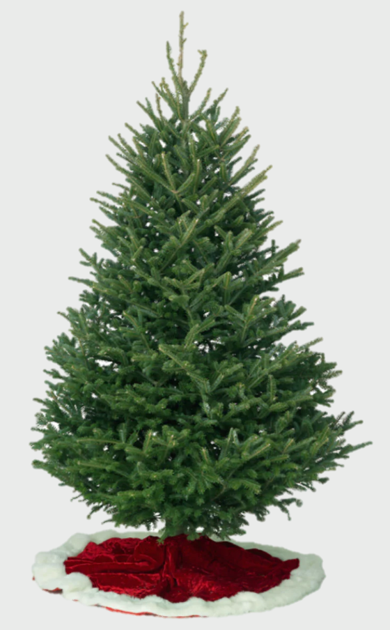 Fraser Fir