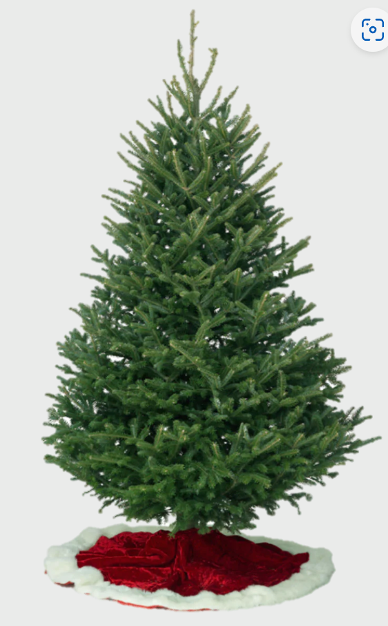 Noble Fir