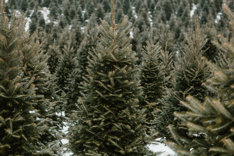 All Christmas Trees