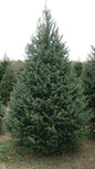 Douglas Fir 5 Feet