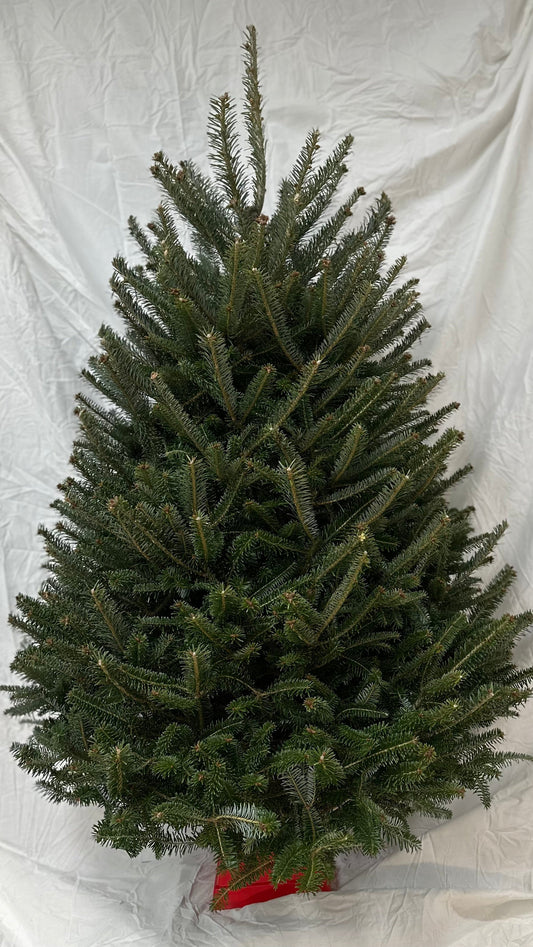 Christmas tree on a white background