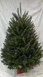 Christmas tree on a white background