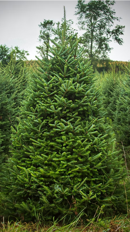 Fraser Fir