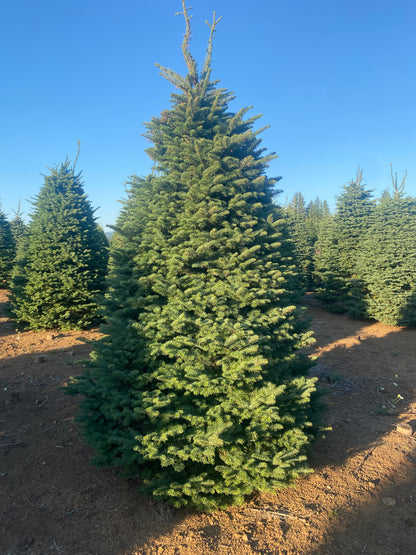 Noble Fir 8 Feet