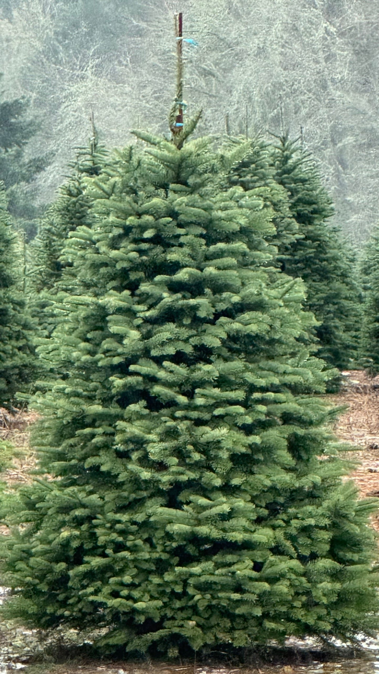 Noble Fir 6 Feet