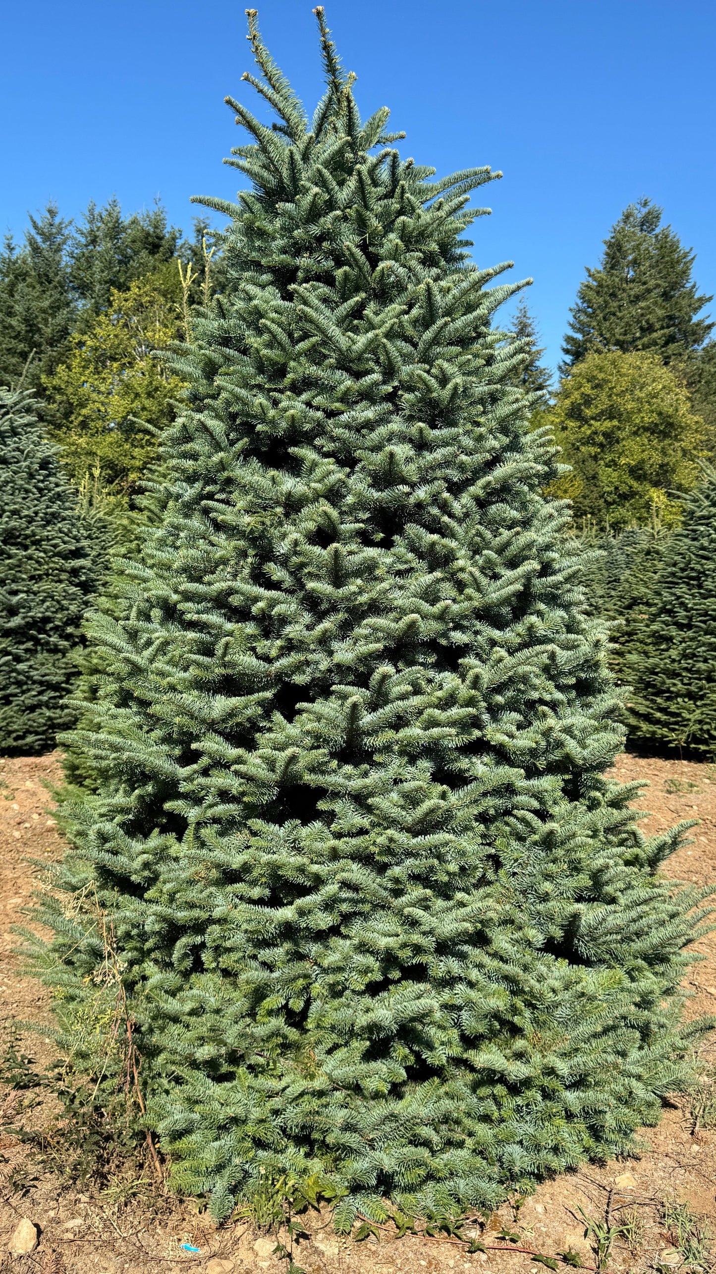 Noble Fir 8 Feet
