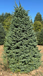 Noble Fir 8 Feet