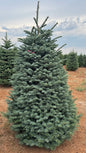 Noble Fir 5 Feet