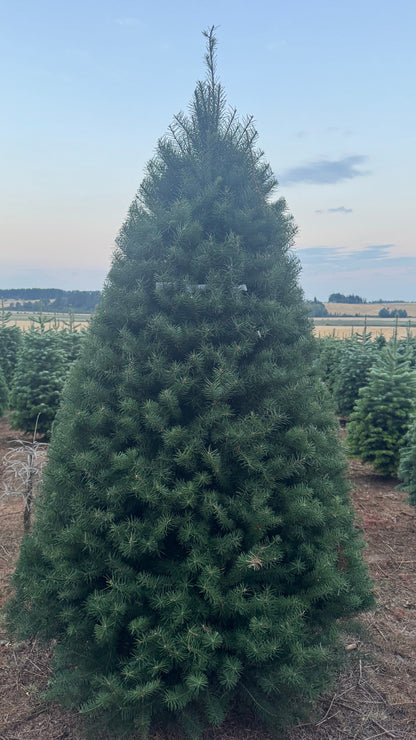 Douglas Fir 9 Feet