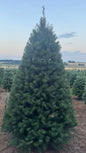 Douglas Fir 8 Feet
