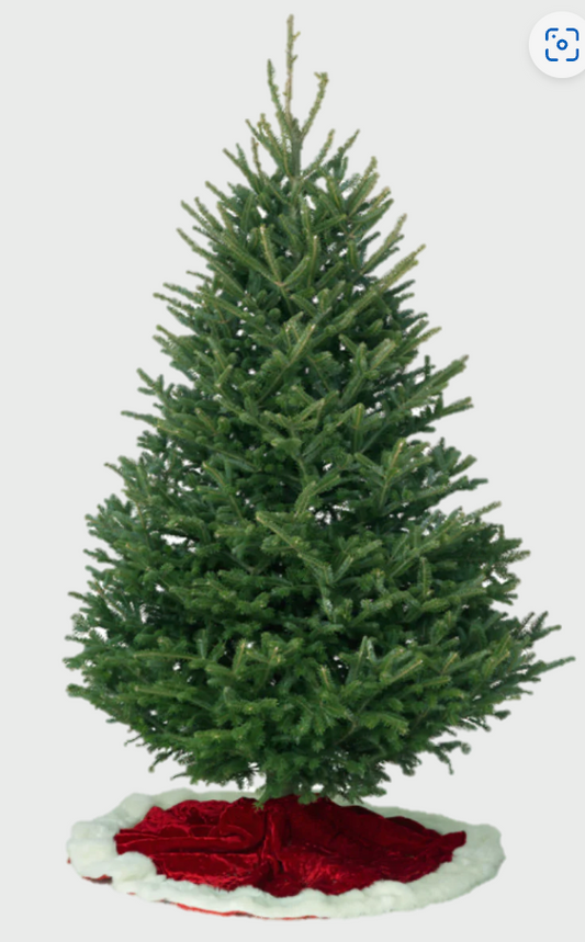 Real Christmas Trees Delivered Noble Fir