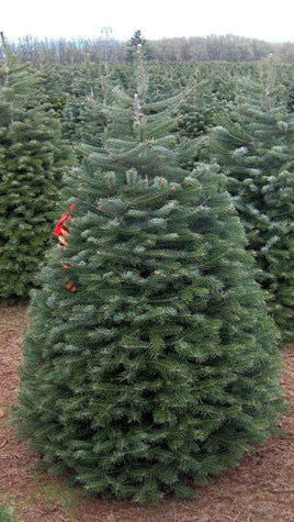 Nordmann Fir