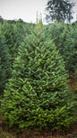 Fraser Fir 5 Feet