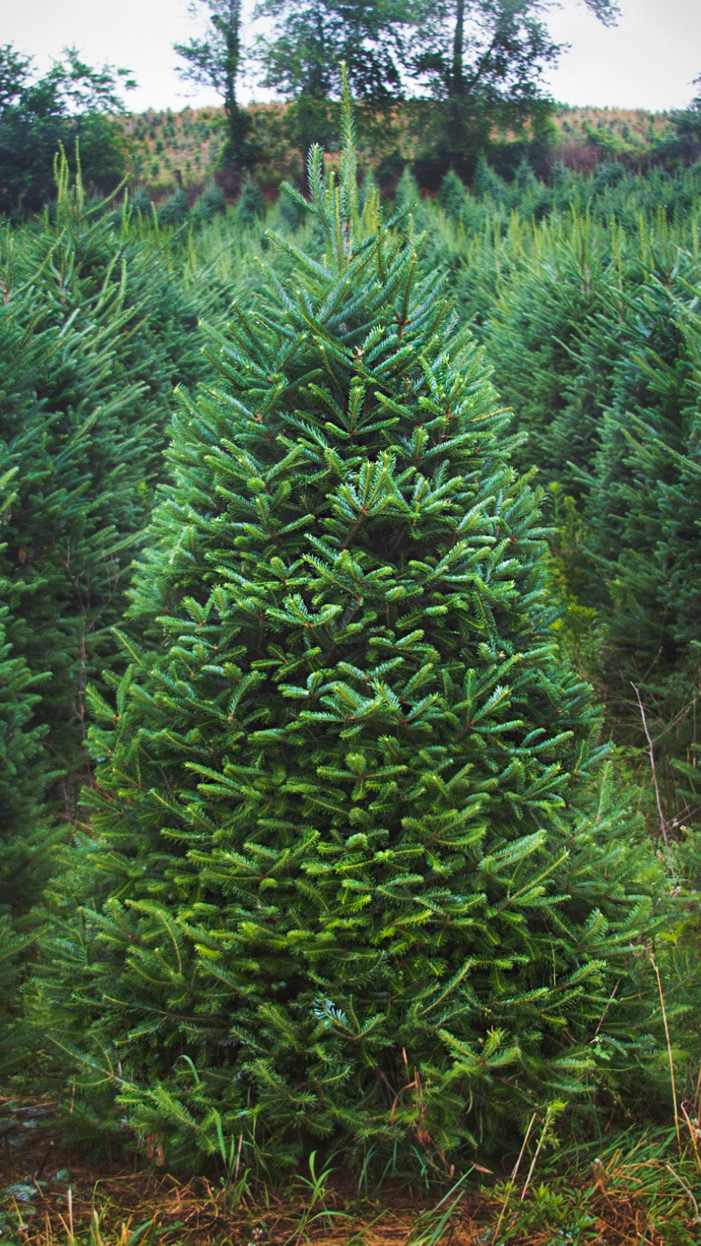 Fraser Fir 7 Feet