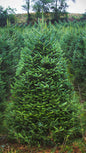 Fraser Fir 7 Feet